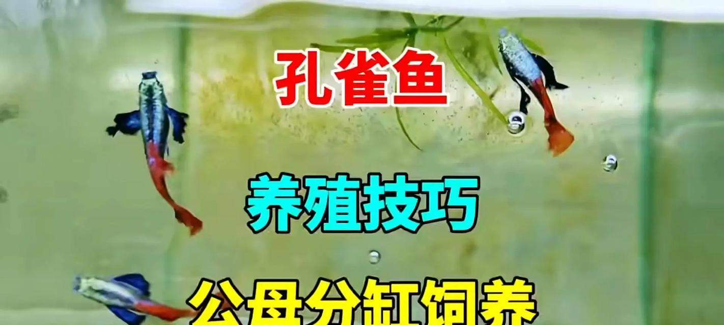 如何科学养殖孔雀鱼?健康饲养技巧全解析 如何科学养殖孔雀鱼?健康饲养技巧全解析