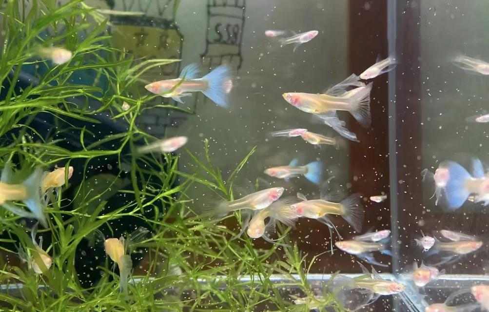 如何科学养殖孔雀鱼?健康饲养技巧全解析 如何科学养殖孔雀鱼?健康饲养技巧全解析