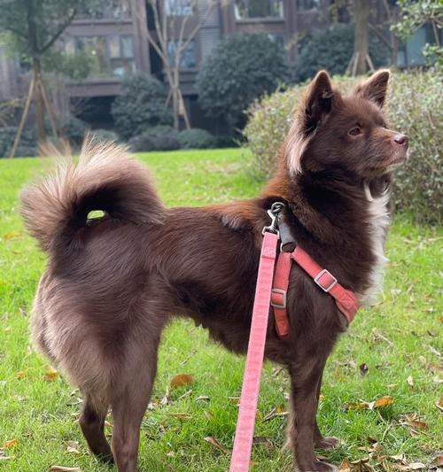 中华田园梗:唤醒乡愁与温情的网络文化符号 中华田园梗:唤醒乡愁与温情的网络文化符号