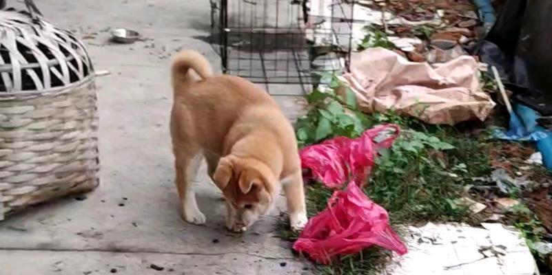 中华田园梗:唤醒乡愁与温情的网络文化符号 中华田园梗:唤醒乡愁与温情的网络文化符号