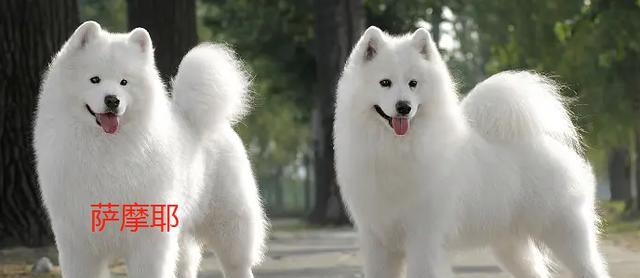 狗的品种多样性成因解析:基因、选择与环境的共同作用 狗的品种多样性成因解析:基因、选择与环境的共同作用