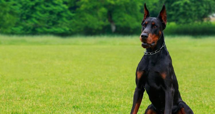 狗的品种多样性成因解析:基因、选择与环境的共同作用 狗的品种多样性成因解析:基因、选择与环境的共同作用