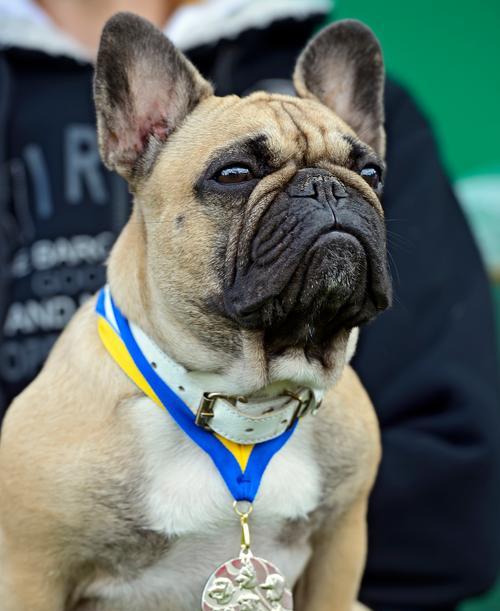 短白毛大耳朵狗的魅力与饲养指南 短白毛大耳朵狗的魅力与饲养指南