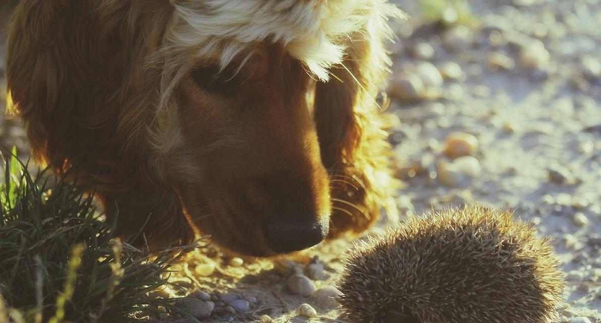 狗刺的药用价值与现代应用前景