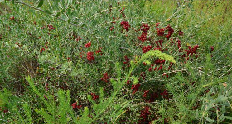 狗刺的药用价值与现代应用前景