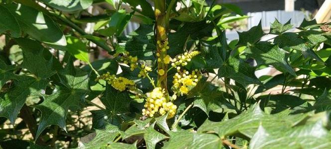 狗刺的药用价值与现代应用前景