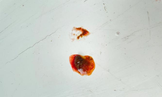 成年狗拉血的常见原因及应对方法