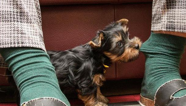 成年狗拉血的常见原因及应对方法