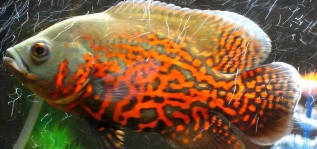 地图鱼:独特斑纹与生态价值的神秘淡水鱼 地图鱼:独特斑纹与生态价值的神秘淡水鱼