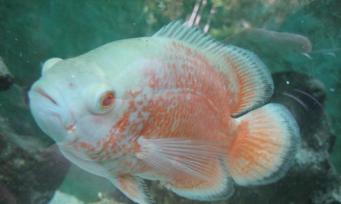 地图鱼：独特斑纹与生态价值的神秘淡水鱼