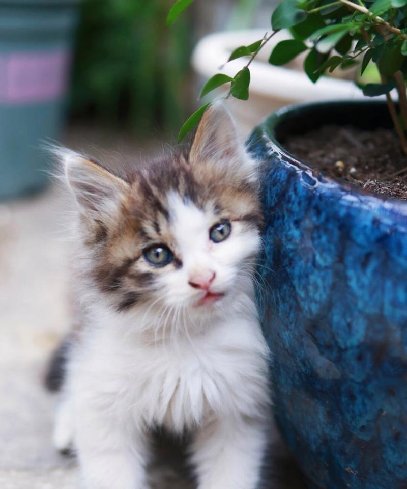 宠物猫的乖巧与可爱：理想的家庭伴侣