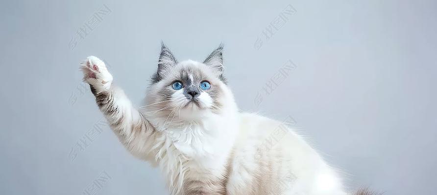 宠物猫的乖巧与可爱：理想的家庭伴侣