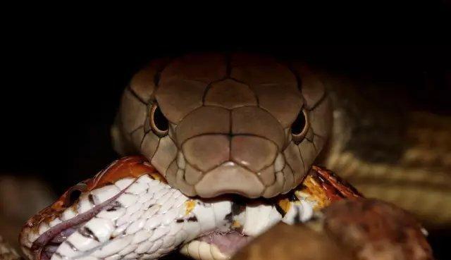 以球莽能吃什么?全面解析其饮食偏好与营养需求 以球莽能吃什么?全面解析其饮食偏好与营养需求