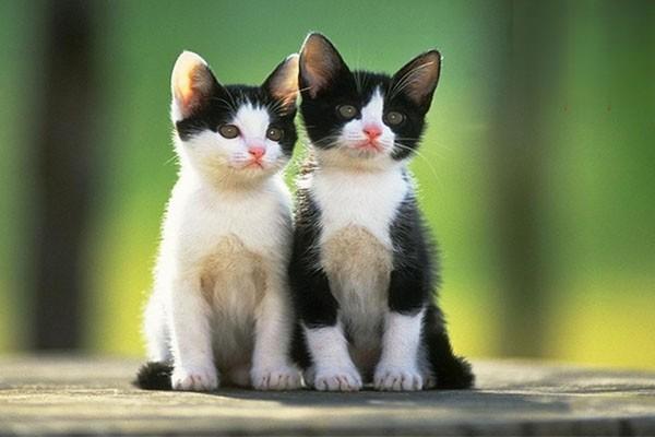 犬猫疖及疖病 犬猫疖及疖病