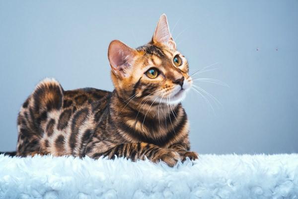 犬猫冻伤治疗方案 犬猫冻伤治疗方案