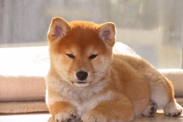 犬猫毛囊炎治疗方案 犬猫毛囊炎治疗方案