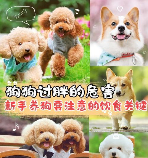 揭秘狗狗长不胖的原因（狗狗如何保持健康体重）