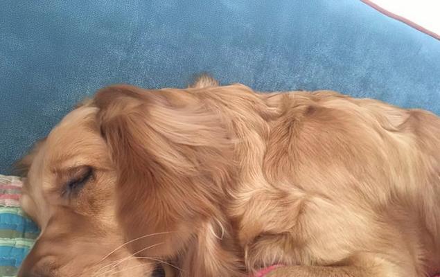 揭秘狗狗不胖的秘诀，科学管理体重指南