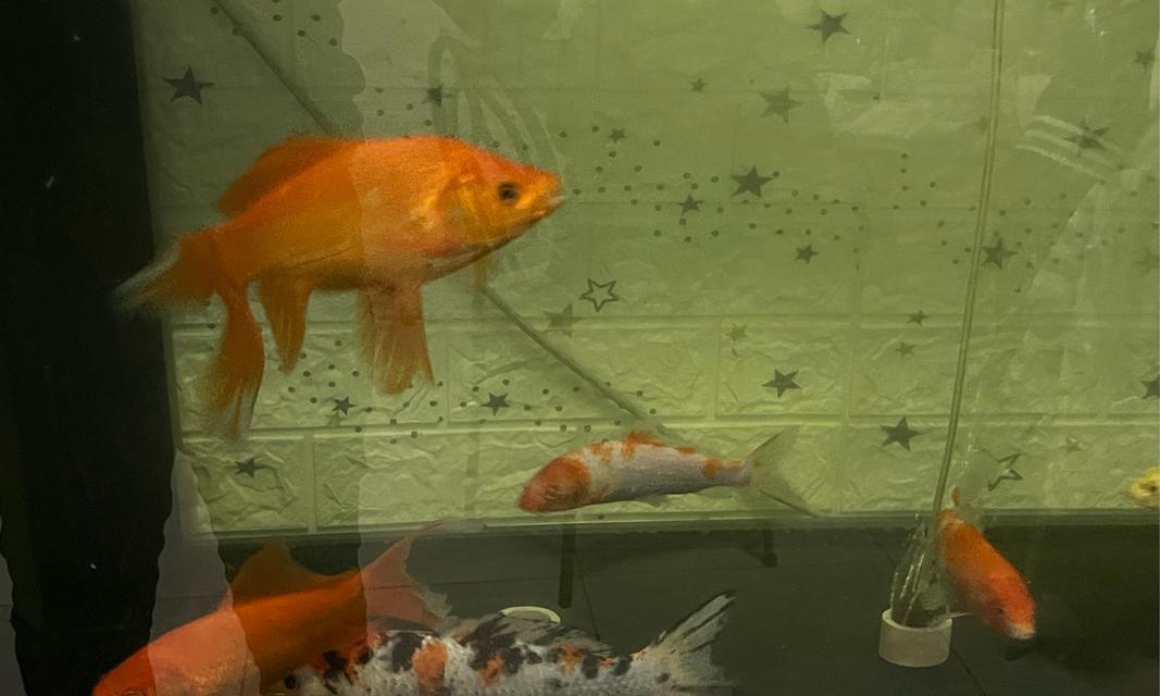 金鱼的饮食环境喜好与适应能力（探秘金鱼喜欢在何种环境下享用美食的原因与方式）