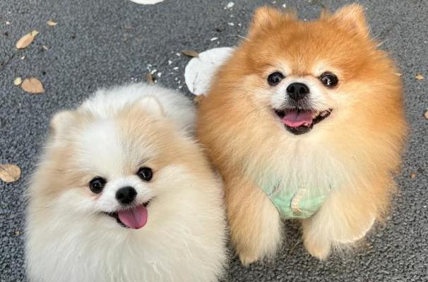 选择适合家庭的小型犬,让生活更美好(挑选合适的小型犬伴侣,享受无尽的快乐) 选择适合家庭的小型犬,让生活更美好(挑选合适的小型犬伴侣,享受无尽的快乐)