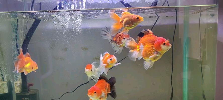 金鱼饮食环境揭秘：如何打造健康美味的用餐空间