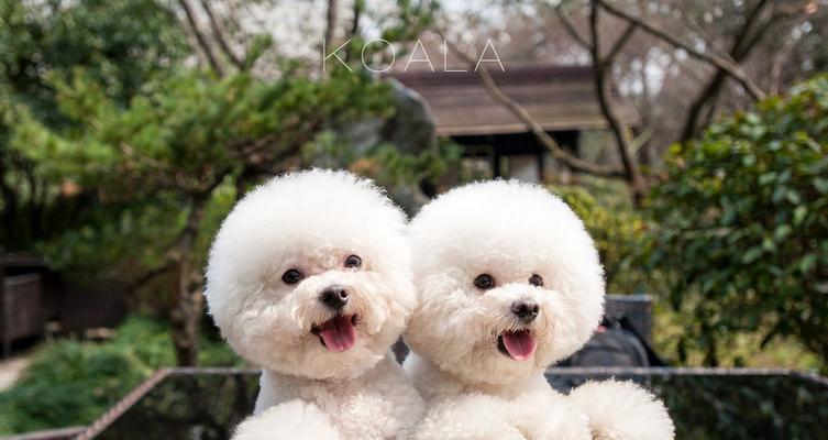 选择适合家庭的小型犬,让生活更美好(挑选合适的小型犬伴侣,享受无尽的快乐) 选择适合家庭的小型犬,让生活更美好(挑选合适的小型犬伴侣,享受无尽的快乐)