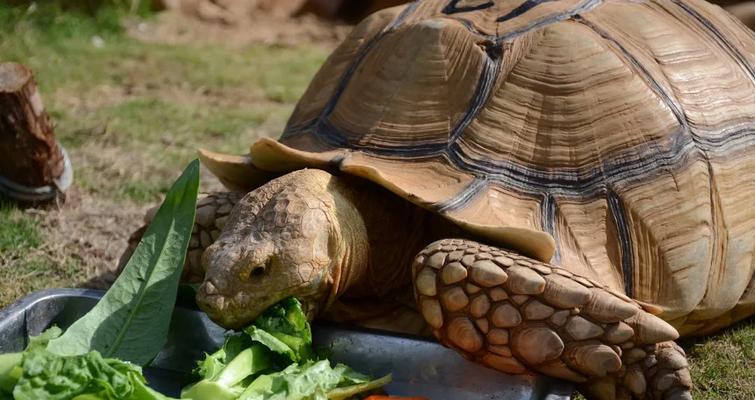 探索苏卡达美食文化（苏卡达美食盛宴）