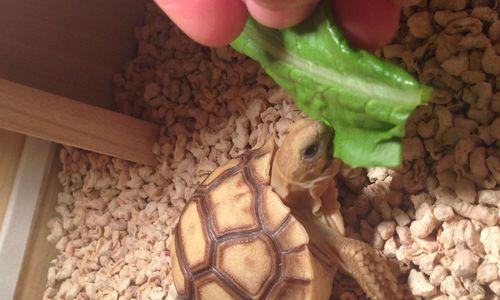 探索苏卡达美食文化（苏卡达美食盛宴）