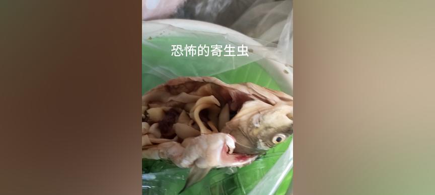 肚子长虫,你应该知道的症状(揭开肚子长虫症状的真相,了解) 肚子长虫,你应该知道的症状(揭开肚子长虫症状的真相,了解)