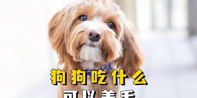 狗的快速生长之谜（探秘狗狗食量与体重成正比的原因，揭示幼犬成长的秘密）