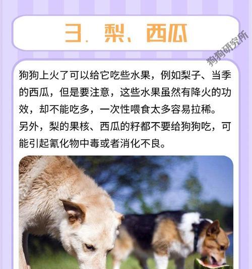 狗狗快速生长的秘密：营养与健康习惯