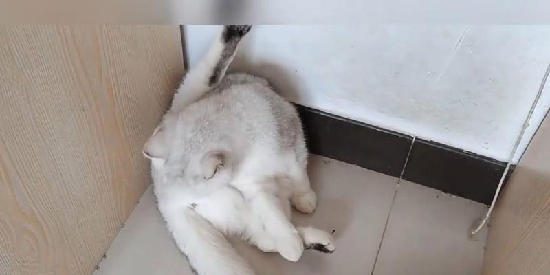 为什么猫咪吃猫粮会拉稀？（探究猫咪消化系统对猫粮的反应与拉稀原因）
