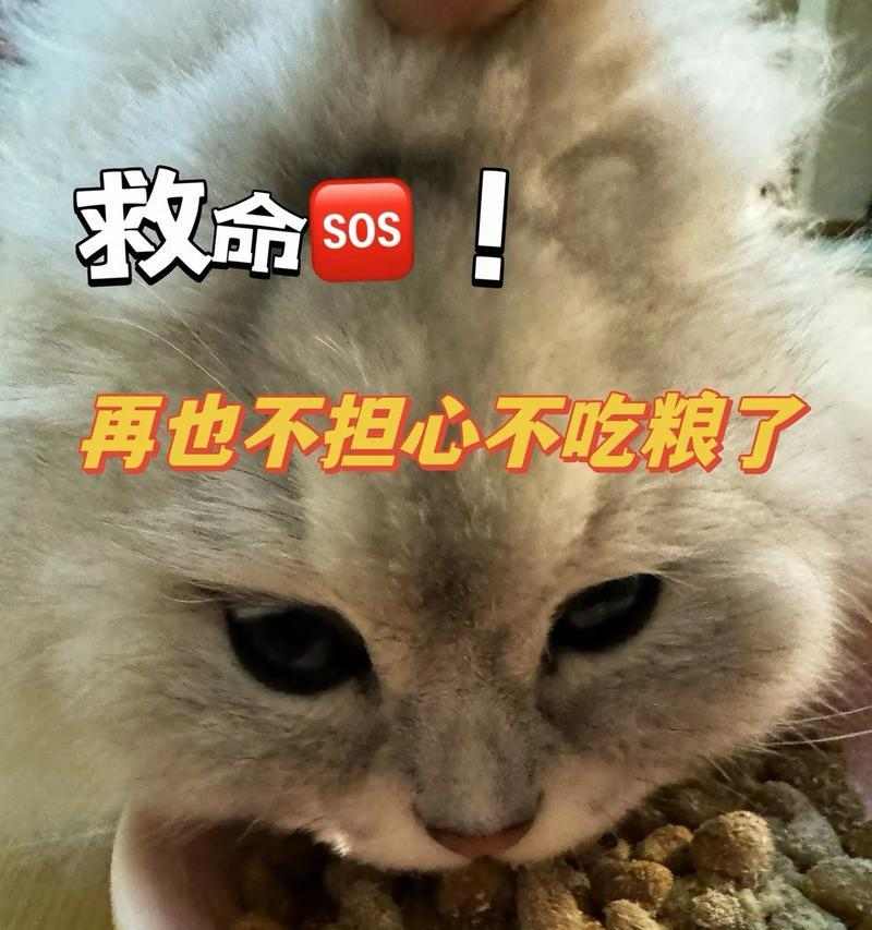 猫咪吃猫粮拉稀的原因与应对方法