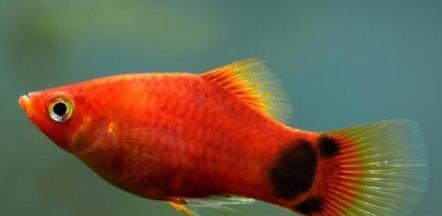 小鱼喂养技巧解析，打造健康绚丽鱼缸