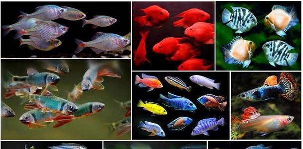 以喂养小鱼为主题的养鱼技巧剖析（小鱼养护的秘诀与方法，助您打造绚丽鱼缸）