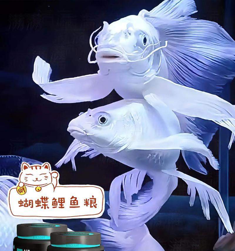 以喂养小鱼为主题的养鱼技巧剖析（小鱼养护的秘诀与方法，助您打造绚丽鱼缸）