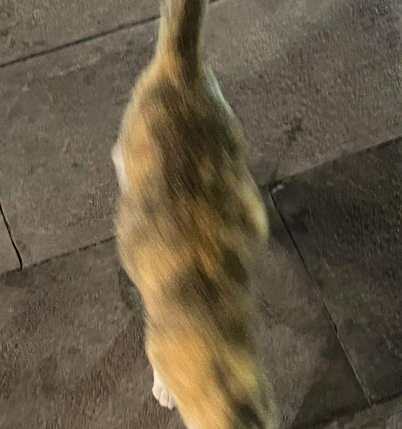 猫咪的突然乱跑之谜(探索猫咪行为背后的奥秘) 猫咪的突然乱跑之谜(探索猫咪行为背后的奥秘)