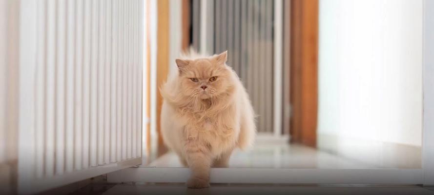 猫咪的突然乱跑之谜(探索猫咪行为背后的奥秘) 猫咪的突然乱跑之谜(探索猫咪行为背后的奥秘)