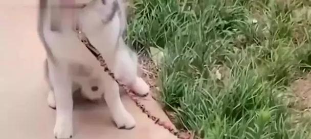 哈士奇为什么喜欢吃草？（揭秘哈士奇吃草的原因与后果）