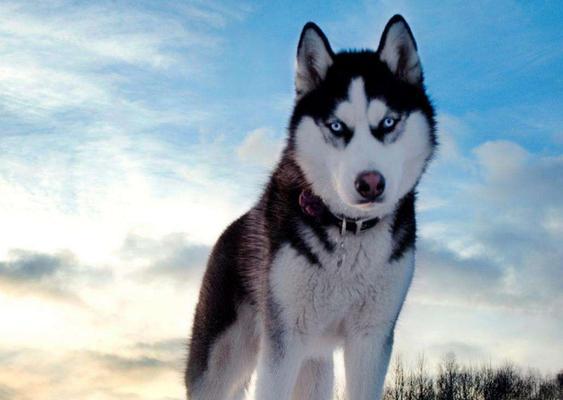 哈士奇为什么喜欢吃草？科学解析原因与应对方法