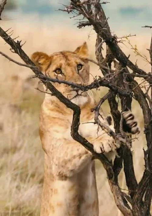 选择安静的动物，让寝室生活更加舒适（以寝室什么动物好养安静为主题的建议和推荐）