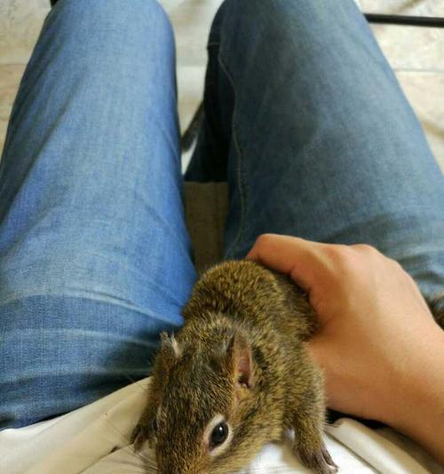 寝室养什么动物安静？推荐适合的宠物选择