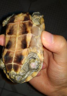 乌龟腐皮的制作与养生价值解析