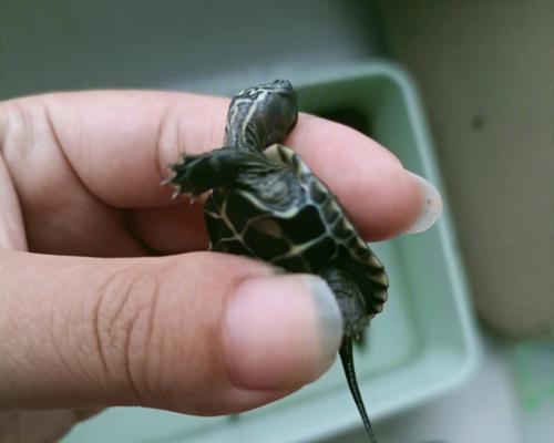 乌龟腐皮的制作与养生价值解析