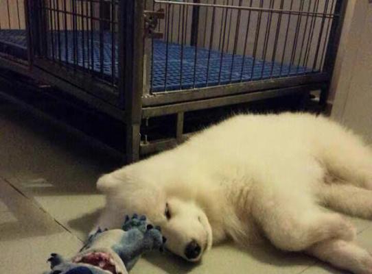 探寻狗狗肾不好的常见症状（了解如何帮助你的宠物保持健康）