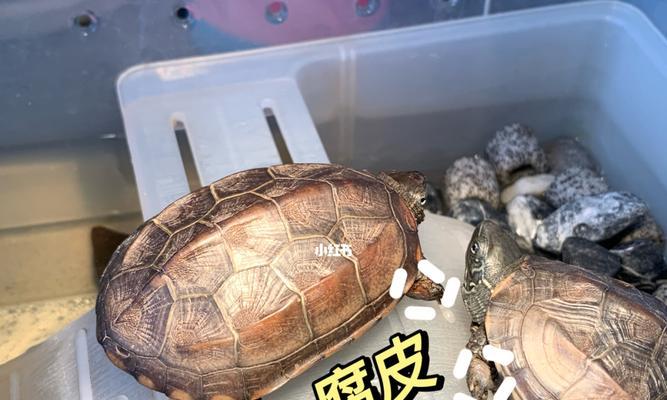 乌龟腐皮的制作与养生价值解析