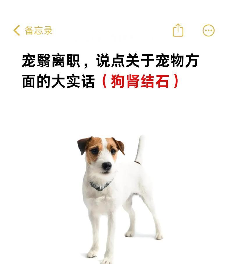 狗狗肾功能异常的15个常见症状及应对方法