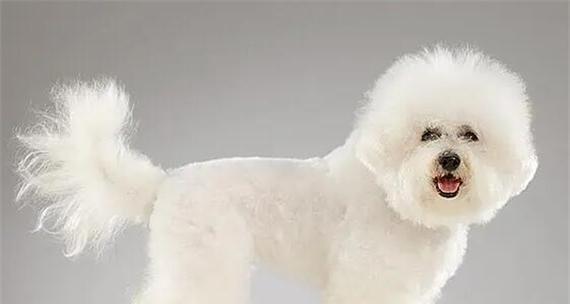 如何评价比熊的品相好（探究比熊品相的关键指标及其影响因素）