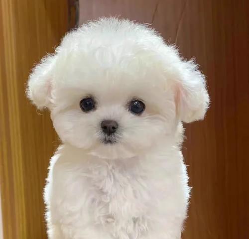 如何辨别比熊的品相好坏？关键指标解析