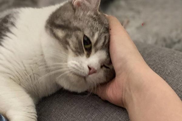 犬猫氯丙嗪中毒治疗方案 犬猫氯丙嗪中毒治疗方案